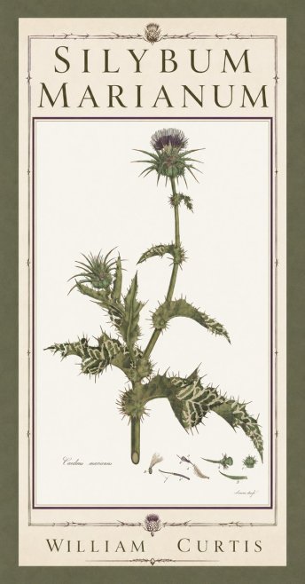 William Curtis Silybum Marianum No5 - Poster