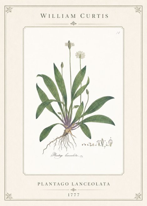 William Curtis Plantago Lanceolata I No1 - Poster