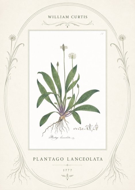 William Curtis Plantago Lanceolata I No4 - Poster