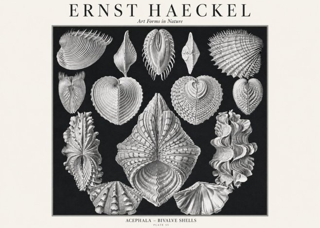 Ernst Haeckel Acephala — Brachiopods Plate 55 — Cytherea. No3 - Poster