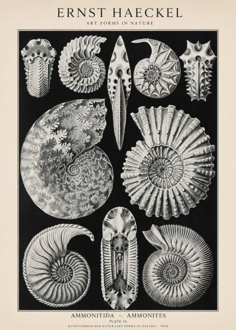 Ernst Haeckel Ammonitida - Ammonites No1 - Poster