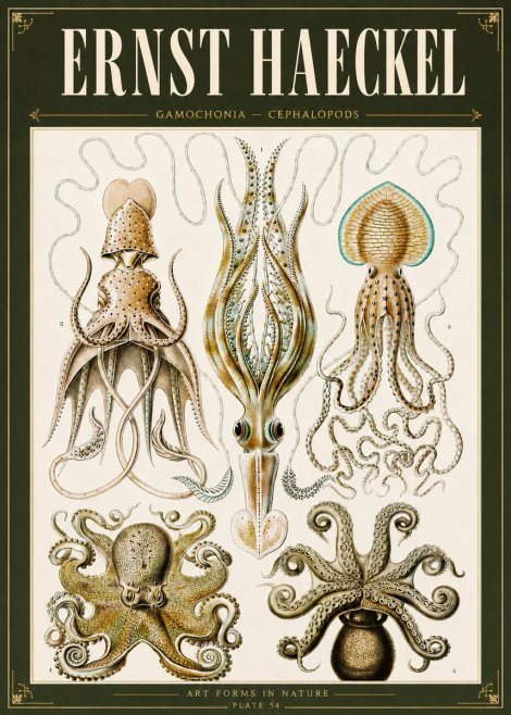 Ernst Haeckel Cephalopods Octopuses and Squid No6 - Poster