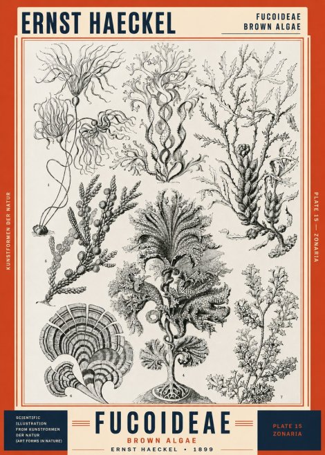 Ernst Haeckel Fucoideae - Brown Algae No2 - Poster
