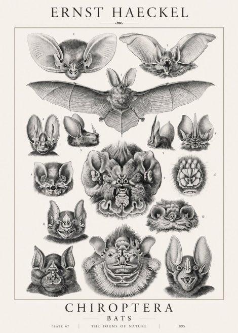 Ernst Haeckel Chiroptera Bats No1 - Poster