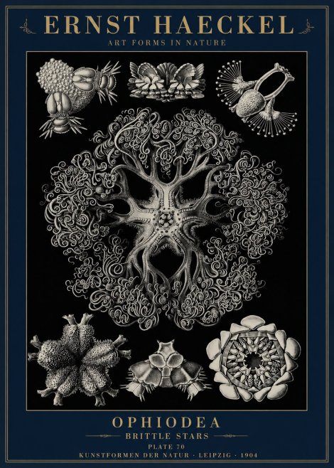 Ernst Haeckel Ophiodea - Brittle Stars II No6 - Poster