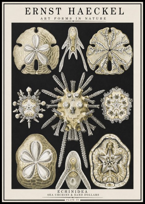 Ernst Haeckel Echinidea — Sea Urchins No4 - Poster