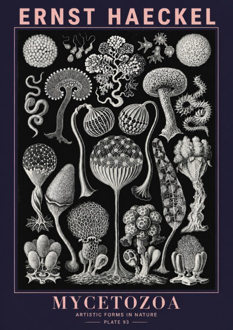 Ernst Haeckel Mycetozoa No6 - Poster