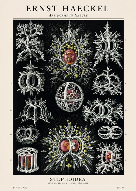 Ernst Haeckel Stephoidea No1 - Poster