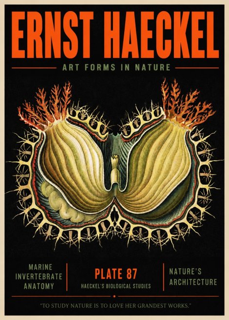 Ernst Haeckel Nature's Architecture No2 - Poster