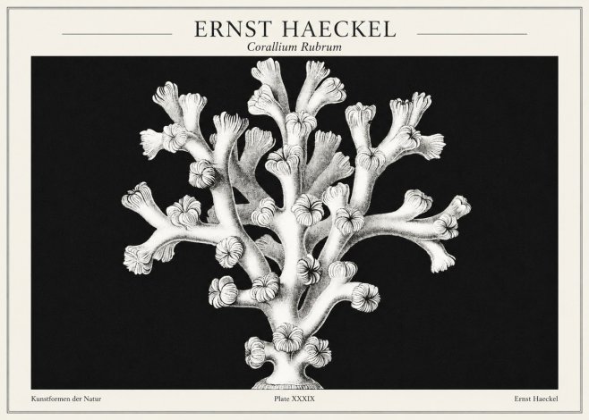Ernst Haeckel Corallium Rubrum I No1 - Poster