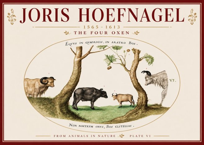 Joris Hoefnagel The Four Oxen No6 - Poster