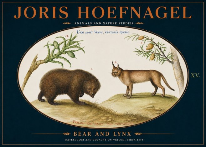 Joris Hoefnagel Bear and Lynx No4 - Poster