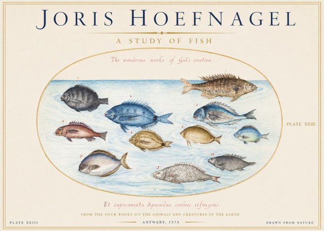 Joris Hoefnagel A Study of Fish No1 - Poster