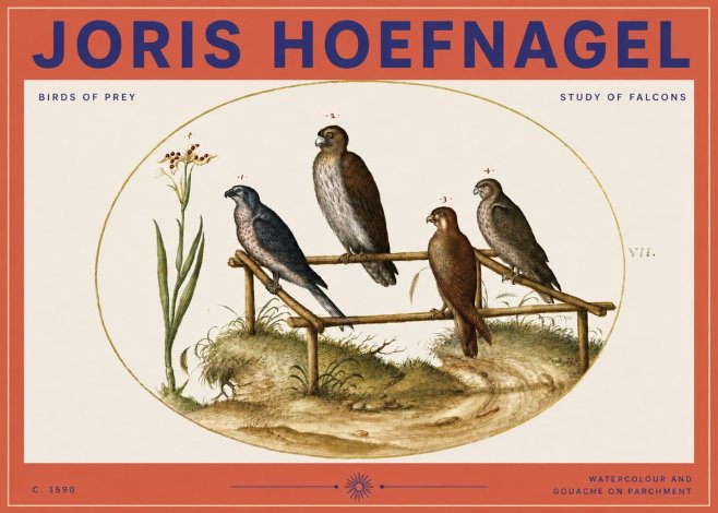 Joris Hoefnagel Study of Falcons No3 - Poster