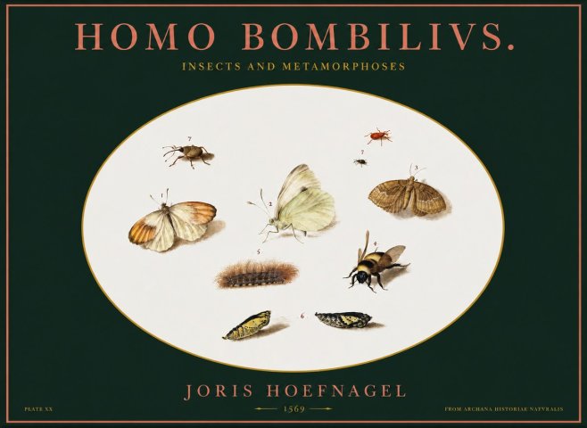 Joris Hoefnagel Homo Bombilivs. Insecta Et Metamorphoses No2 - Poster