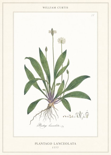 William Curtis Plantago Lanceolata II No6 - Poster