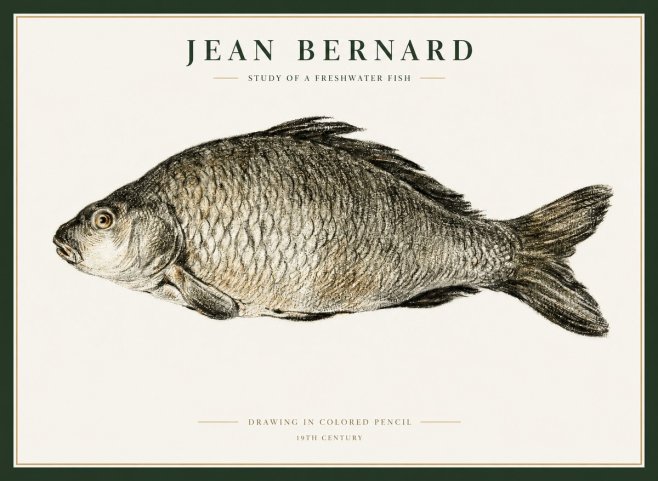 Jean Bernard Study of a Freshwater Fish No1 - Poster