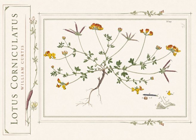 William Curtis Lotus Corniculatus I No2 - Poster