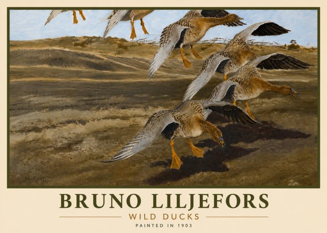 Bruno Liljefors Wild Ducks I No6 - Poster