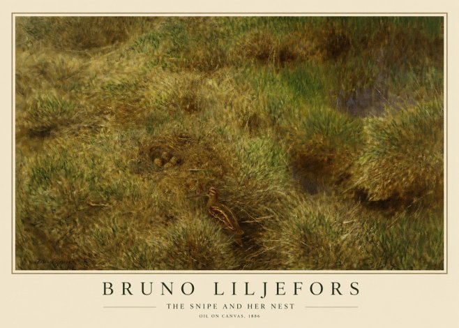 Bruno Liljefors The Snipe and Her Nest No1 - Poster