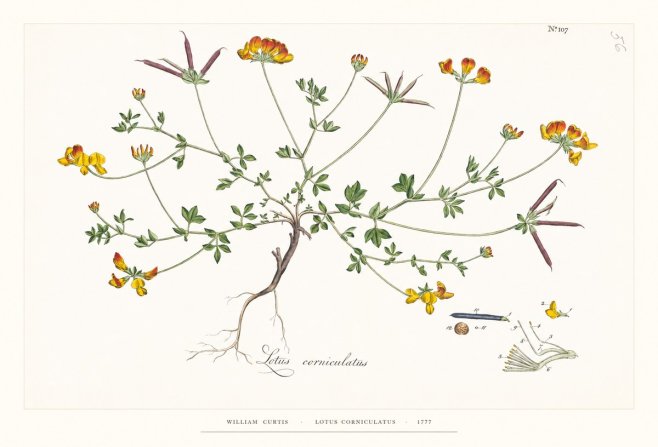 William Curtis Lotus Corniculatus II No6 - Poster