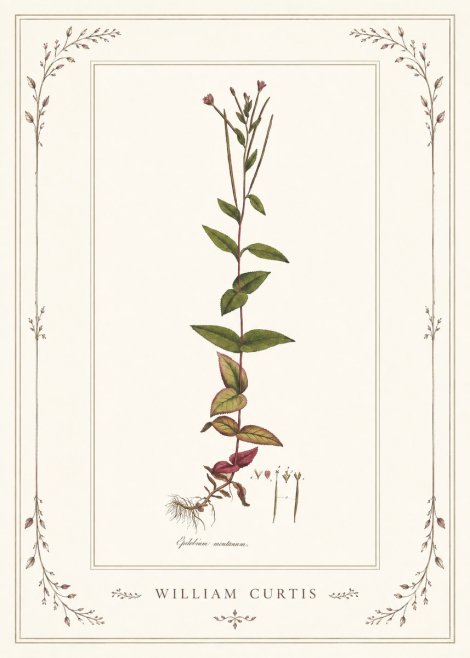 William Curtis Epilobium Montanum. No1 - Poster