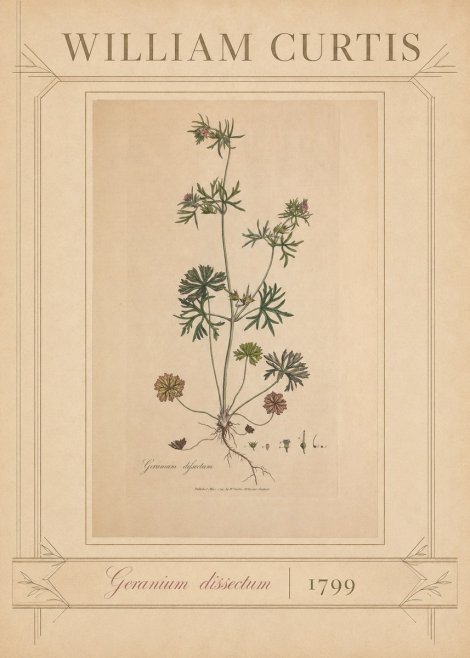 William Curtis Geranium Dissectum II No3 - Poster