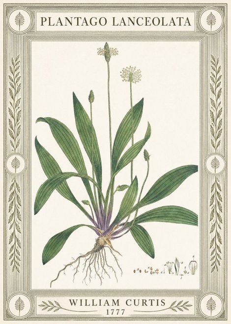 William Curtis Plantago Lanceolata IV No4 - Poster