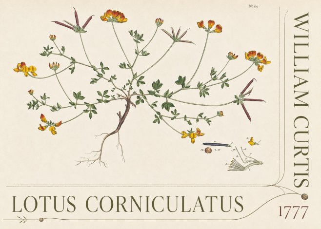 William Curtis Lotus Corniculatus III No5 - Poster