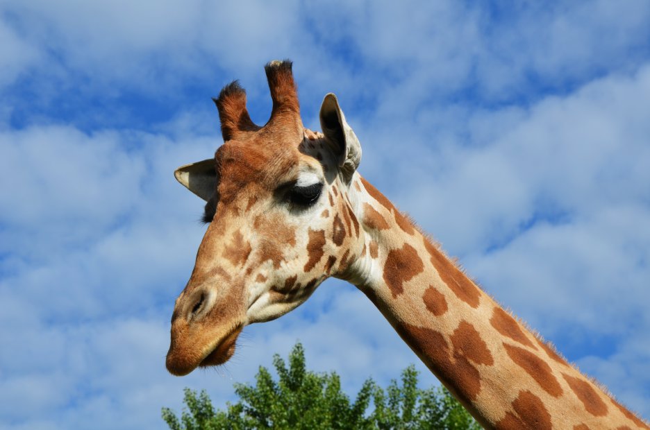 Savanna Sentinel Ii