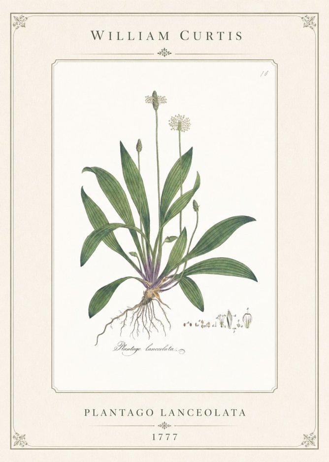 William Curtis Plantago Lanceolata I No1 - Poster