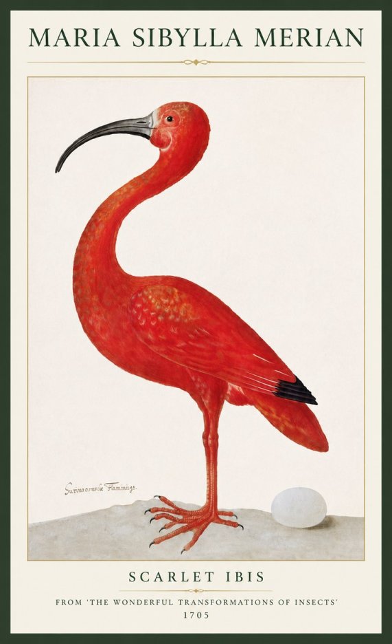 Maria Sibylla Merian Scarlet Ibis No3 - Poster