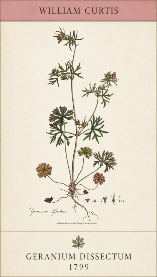 William Curtis Geranium Dissectum I No5 - Poster
