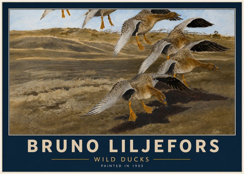 Bruno Liljefors Wild Ducks I No4 - Poster
