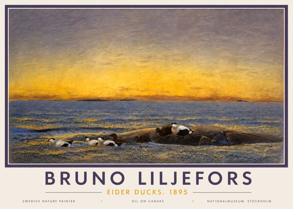 Bruno Liljefors Eider Ducks. 1895 No4 - Poster