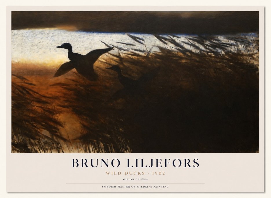 Bruno Liljefors Wild Ducks II No1 - Poster