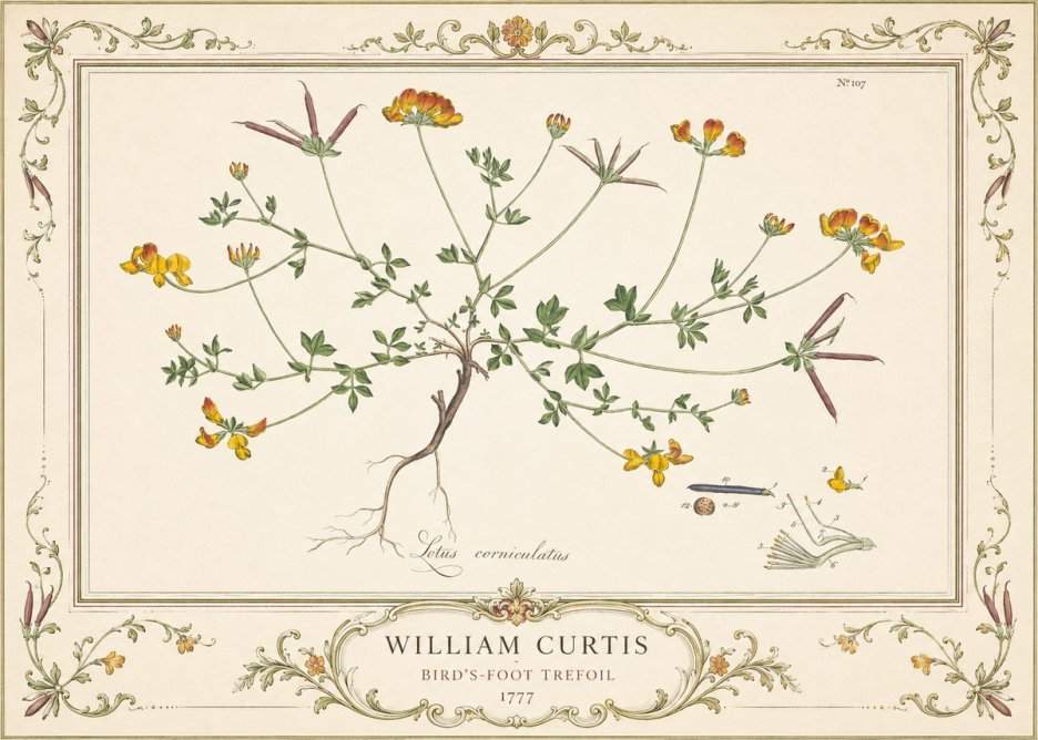 William Curtis Bird's-foot Trefoil No4 - Poster