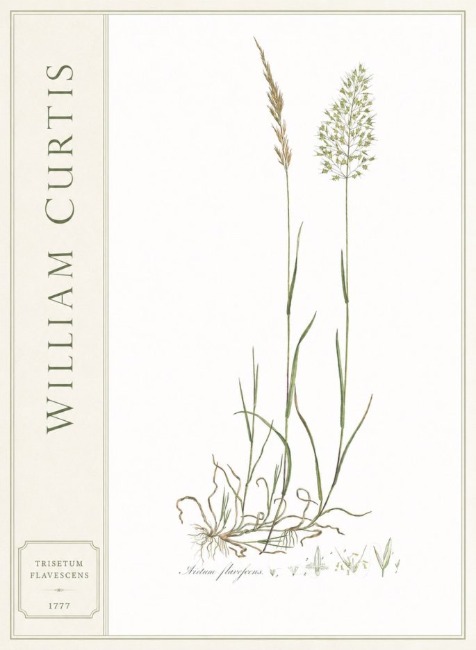 William Curtis Trisetum Flavescens III No2 - Poster