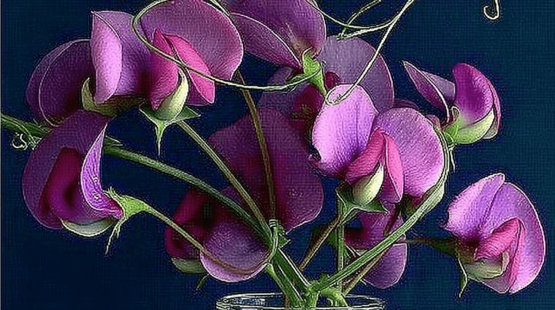 Uploaded
wallpaper