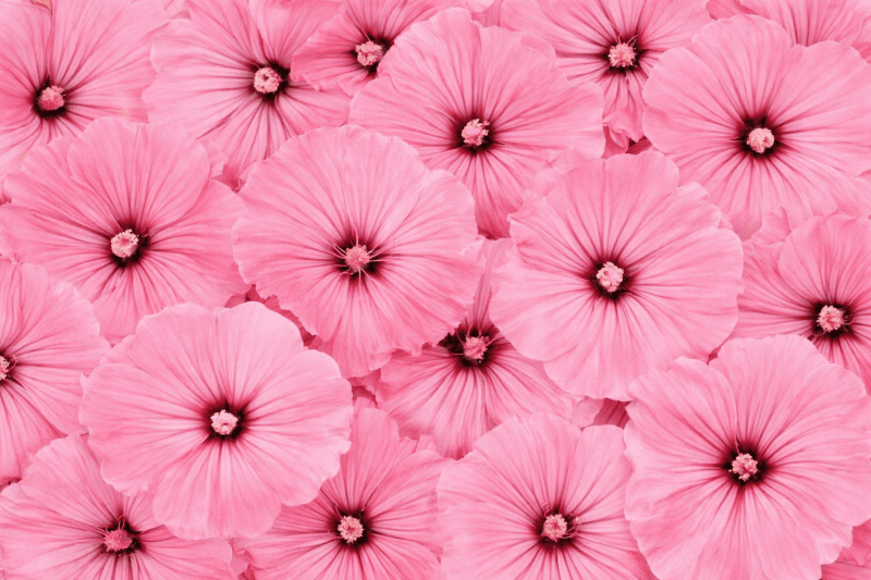 Uploaded
wallpaper