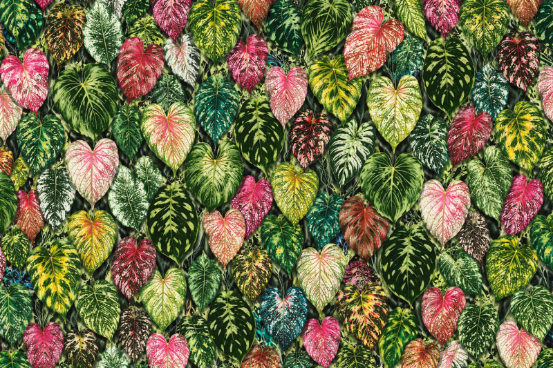 Uploaded
wallpaper