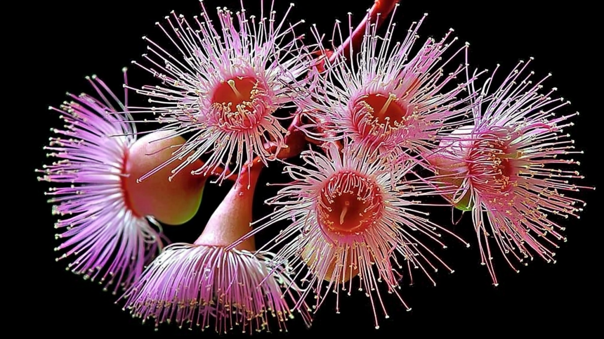 Fizzy Blossom