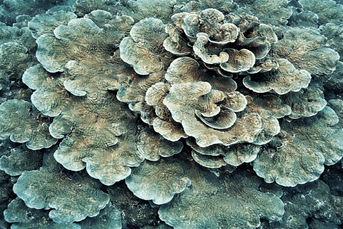 Coral Fusion