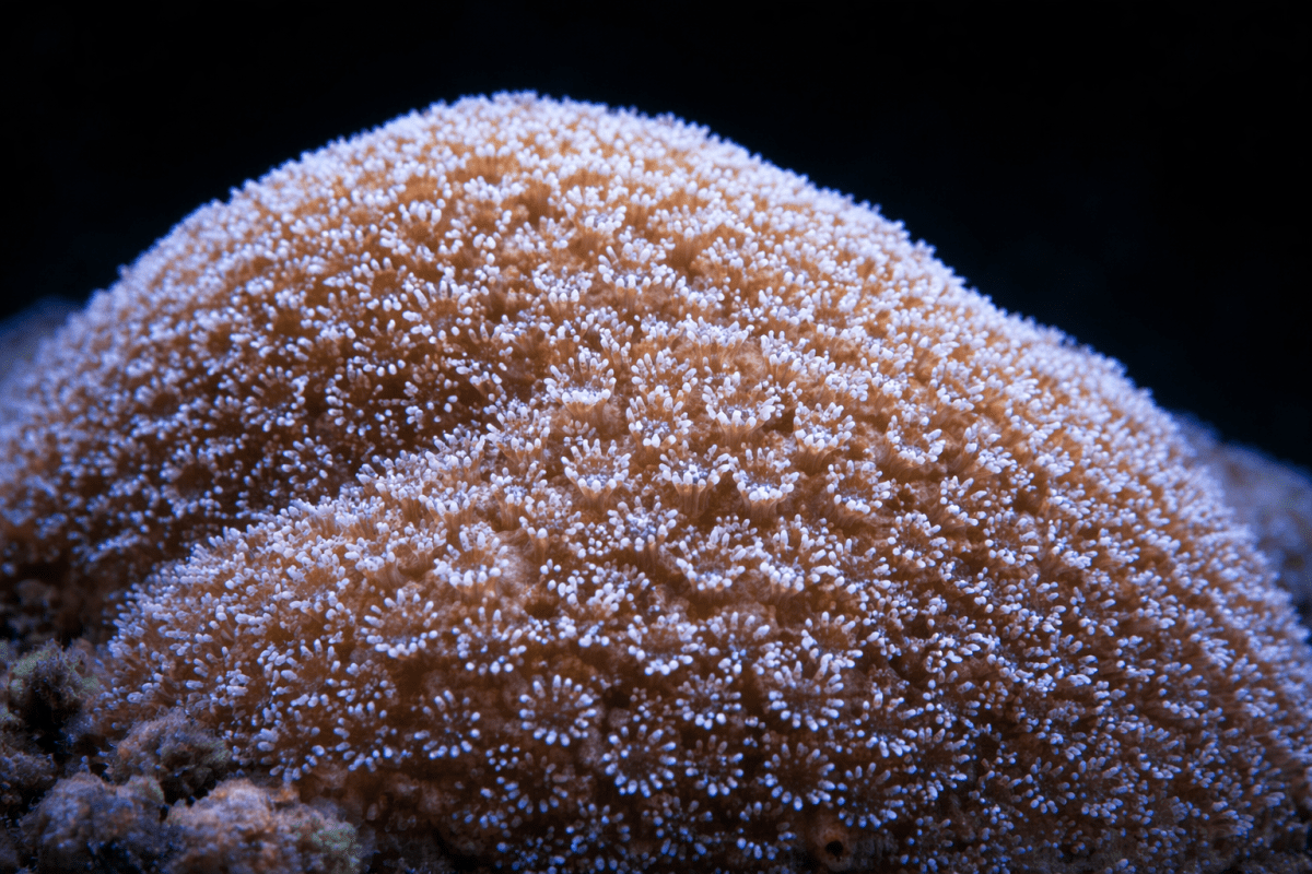 Fleece Texture