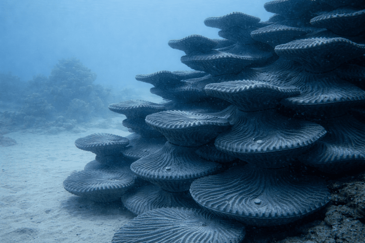 Harbor Shells