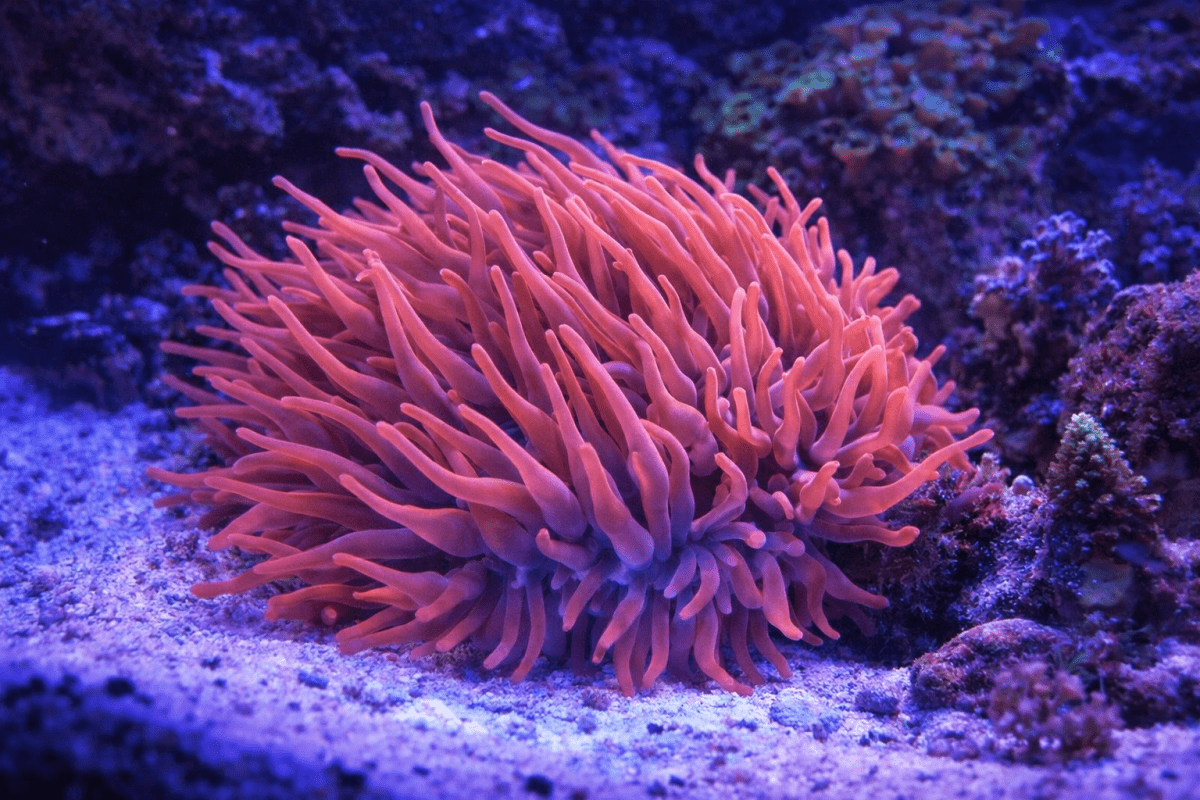 Opal Touch Anemone