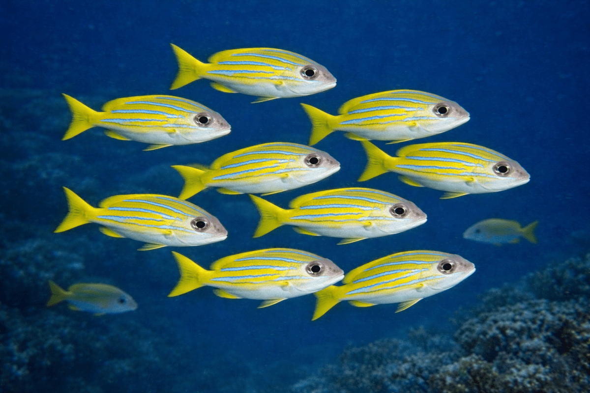 Tidal Schooling