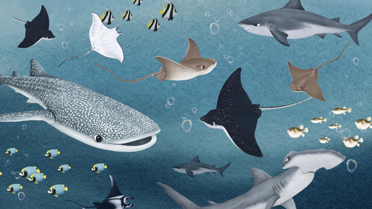 Underwater Symphony
