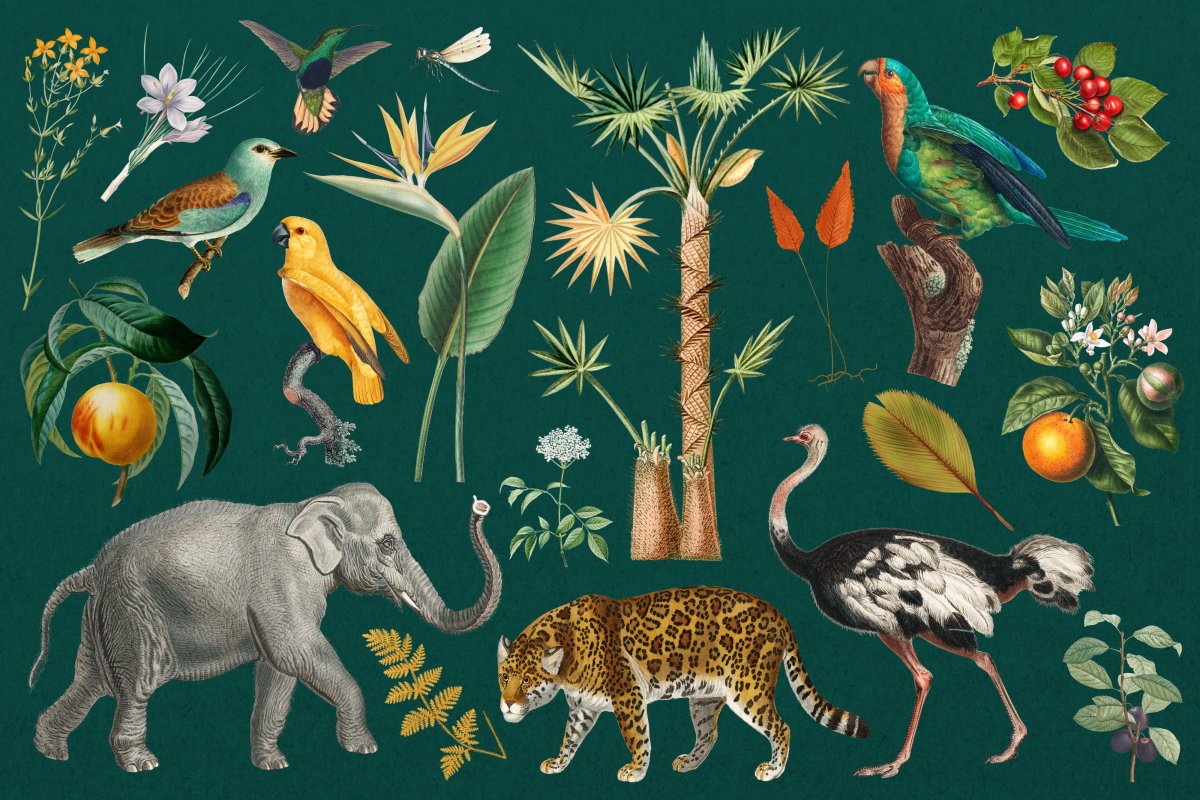Tropical Veil