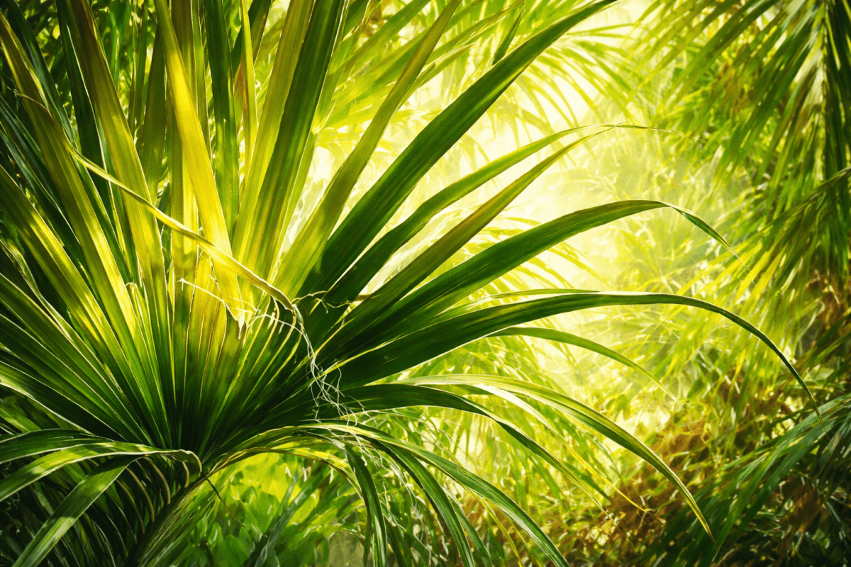 Verdant Mirage